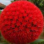 Lirio-Bola-de-Fogo-Beleza-Exotica-e-Poder-Natural-para-o-Jardim
