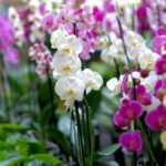 Suas orquídeas duram pouco? Use esse ingrediente da cozinha para regar e veja a mágica Nutricao-completa-e-natural-para-orquideas-que-encantam