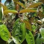 Os 10 Benefícios da Canela de Velho Para Saúde 167BE1E1E69Aw1000h525