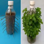 Se você aprender este truque simples com garrafas plásticas, pode cultivar hortelã o ano todo 20250508-1