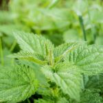 Se você tem esta planta em casa, tem um verdadeiro tesouro — e aqui eu explico o porquê 20250805-nettle-503939_1920