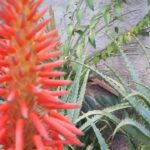 A babosa e raramente floresce mas, quando isso acontece, este é o significado 20250807-maxresdefault-8