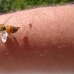 Se, algum dia, uma abelha perseguir você ou entrar na sua casa, é importante saber disso Imagem da página de origem