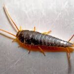 Imagem da página de origem