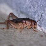 Quando você ver ou ouvir um grilo cantar, não vai acreditar em seu profundo significado Imagem da página de origem