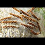 Se você encontrar este inseto, não toque de jeito nenhum Imagem da página de origem