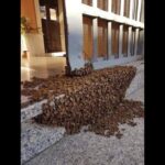 Imagem da página de origem