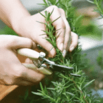 Como manter o alecrim sempre fresco: truques de jardinagem 6a-5