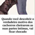 Por Que os Cachorros Cheiram as Partes Íntimas das Pessoas? 718