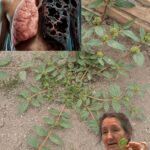 Euphorbia Hirta: 30 Benefícios para a Saúde e Como Usar com Segurança 749
