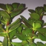 Esta planta encherá a sua casa de prosperidade. Se ela estiver Esta-planta-enchera-a-sua-casa-de-prosperidade.-Se-ela-estiver-1-1