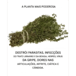 Esta planta vai além da cozinha e é uma das mais poderosas do mundo Imagem da página de origem