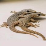 Imagem da página de origem