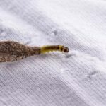 Se você encontrar este inseto em sua casa, descubra o que isso significa e como se livrar dele Imagem da página de origem
