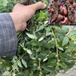 Euphorbia Hirta: 30 Benefícios para a Saúde e Como Usar com Segurança 802