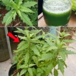 🌿 Epazote: Benefícios Medicinais e Usos Culinários da Planta Ancestral 830