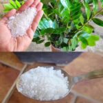 Só 1 colher faz explodir de crescer (qualquer planta feia) | Receitas Salgadas 858