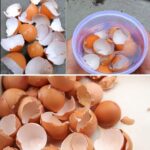 A Casca de Ovo: O Tesouro Escondido na Sua Cozinha para um Jardim Exuberante 901