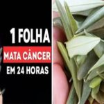 A FOLHA que destrói o câncer e que os médicos não contam! Barbara O'Neill: Descubra o SEGREDO! Uma Abordagem Natural! Imagem da página de origem