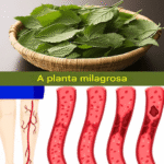Uma folha que ajuda no diabetes, pressão, dor no corpo e circulação Imagem da página de origem