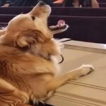 O cachorro do meu pai não parava de latir diante do caixão durante o funeral — quando o abri, precisei chamar a polícia Imagem da página de origem