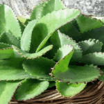Quem tem essa planta em casa tem um tesouro e nem sabia Imagem da página de origem