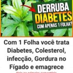 Com 1 folha você começa a melhorar a diabetes, o colesterol, a gordura - Tem Receitinhas Imagem da página de origem