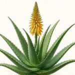 O significado das flores de Aloe Vera: por que elas florescem e o que elas representam? – 571331838_1280577327420246_784005530471859677_n-e1761566526324