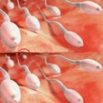 Imagem da página de origem