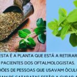 🌿 Orégano Orejón – A Planta Milagrosa para a Saúde dos Olhos e do Corpo Imagem da página de origem