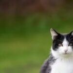 Por Que Gatos Fogem e Não Voltam? Os 7 Motivos Que Todo Dono Precisa Saber 01429090-062a-4c23-bd7b-4a547bec2a39