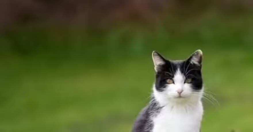 Gatos Fogem e Não Voltam? Descubra os 7 Motivos!