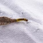 Casulo Cinzento: Desvende o Inseto Escondido em Sua Casa 087b0108-5fe9-4630-a7c5-ffdda577f1d6