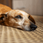 2ae148df-fa7a-487c-bb07-e9a5abe08fde