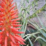 2bf49fe69ce6506cb01f54ded0c5cece