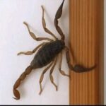 Escorpiões em Casa: Mais do que um Invasor, uma Mensagem Oculta? 564636278_1407248477626901_373907533025007432_n