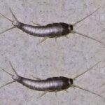 Peixinho-de-Prata: O Inseto Que Pode Estar Escondido em Sua Casa e Você Nem Sabe 63073e5f-7235-4b7c-8276-a45d47d83361