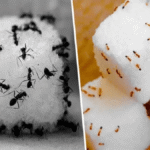 Diga Adeus às Formigas: Soluções Naturais e Eficazes para o Controle de Pragas 667ac6b0-840c-4ca9-afa2-eab60c489bb8