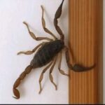 Escorpiões em Casa: Um Sinal de Alerta para o Seu Lar 67e4429d-bcf1-4670-8935-11f4fd373547-3