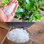 O Segredo de 1 Colher: Revitalize Suas Plantas com Adubo Caseiro Poderoso b280017d-320a-481a-8017-f962c6f8d0c6