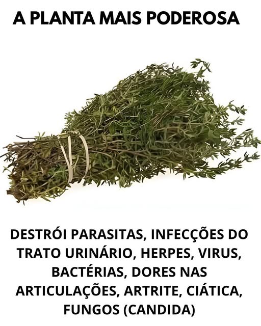 Uncaria tomentosa: O Poder da Unha-de-Gato Contra Infeções e Parasitas - Receitas De Ouro
