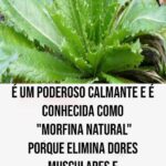 Erva-Cidreira: O Poder Calmante e Analgésico da Natureza ao Seu Alcance e51cf55a-2090-4949-b543-4c924c708a73