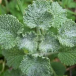 Marrúbio: O Aliado Natural para Fígado, Vesícula e Intestinos e55fca83-9faa-4152-a78b-fe9a04257d57-6