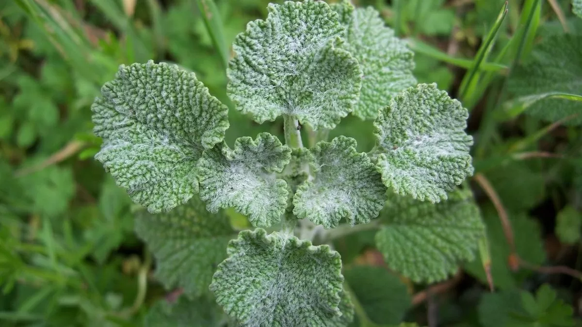 Marrúbio: O Segredo Natural para Fígado, Vesícula e Intestinos