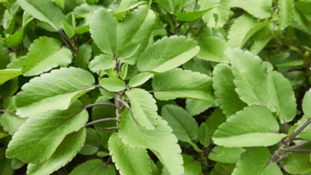 Folha-da-Vida: O Tesouro Escondido em Seu Jardim com Poderes Curativos Naturais - Receitas De Ouro