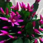 Cacto de Natal: Floresça o Ano Todo com Este Guia Completo! ebe39394-e1e8-4a61-9286-749eefc5a4f4