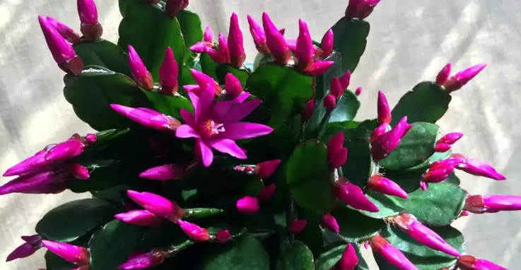 Cacto de Natal: Floresça o Ano Todo com Este Guia Completo!