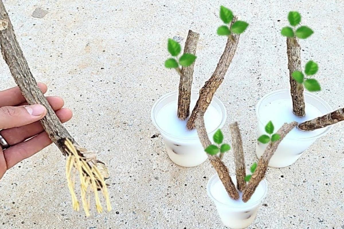 Enraíze Qualquer Galho Facilmente com 1 Ingrediente!