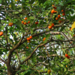 2de2b0b8-f737-4189-8097-d60c927c80a9