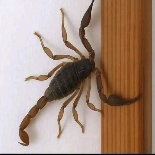 Escorpiões em Casa: Lar Seguro e Sem Preocupações
